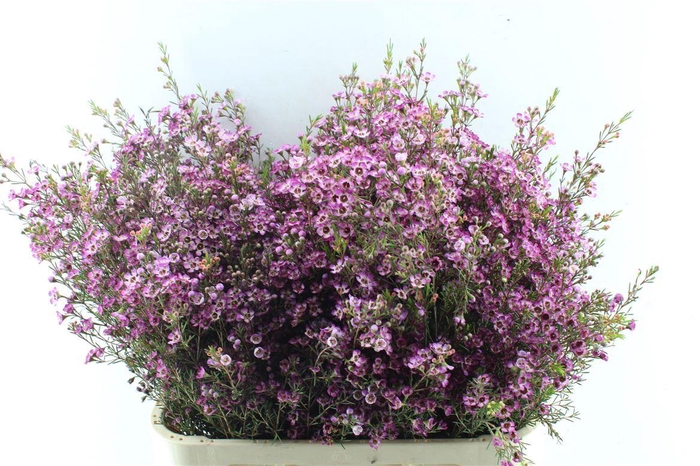 <h4>Chamelaucium Purple Pride</h4>