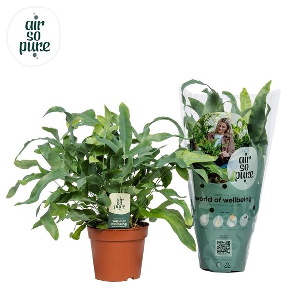 <h4>Phlebodium aureum 'Blue Star'</h4>