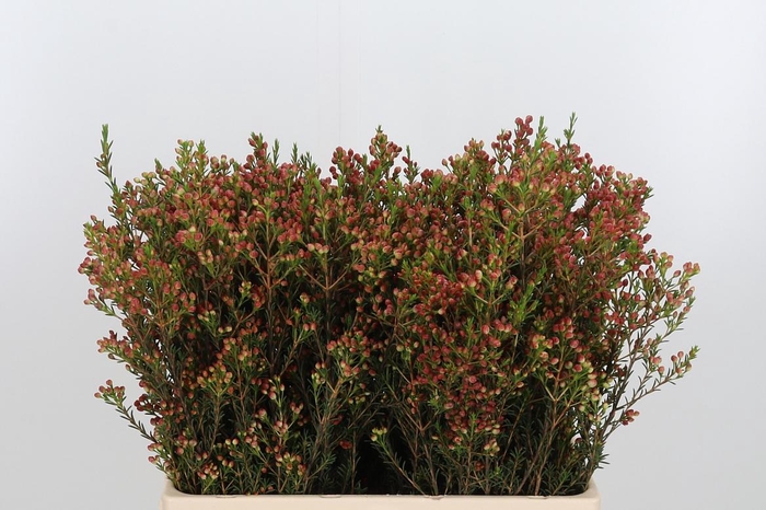 <h4>Chame Adi Bes</h4>