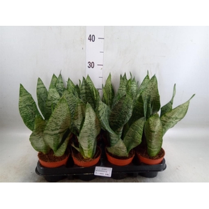 Sansevieria zeylanica