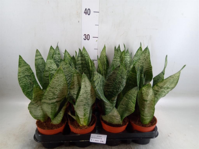 <h4>Sansevieria zeylanica</h4>