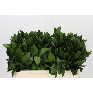 Ruscus Hypophyllum