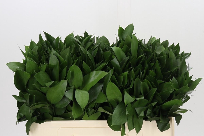 <h4>Ruscus Hypophyllum</h4>