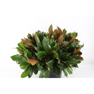 Magnolia Blad P Tak