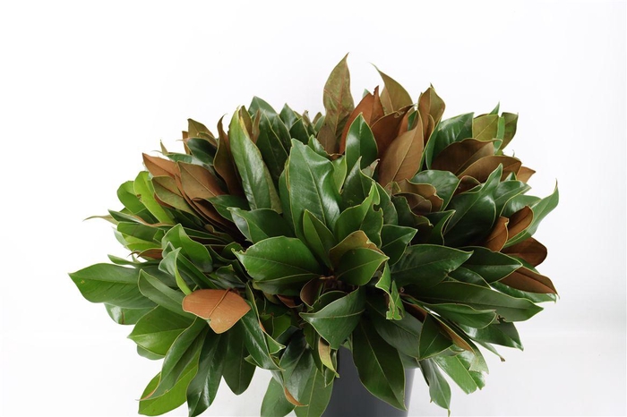 <h4>Magnolia Blad P Tak</h4>