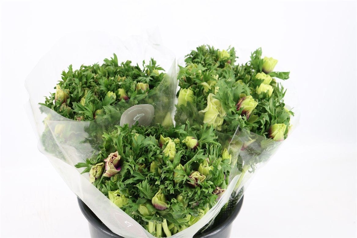 <h4>Anem Rainbow Happy</h4>