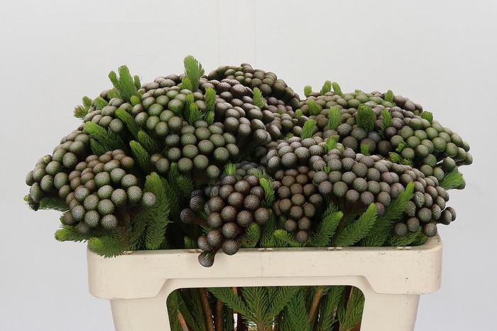 <h4>Brun Albiflora</h4>