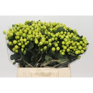 Hypericum Smiley Romance