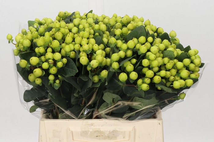 <h4>Hypericum Smiley Romance</h4>