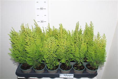 <h4>Cham L Ellwoods Emp</h4>