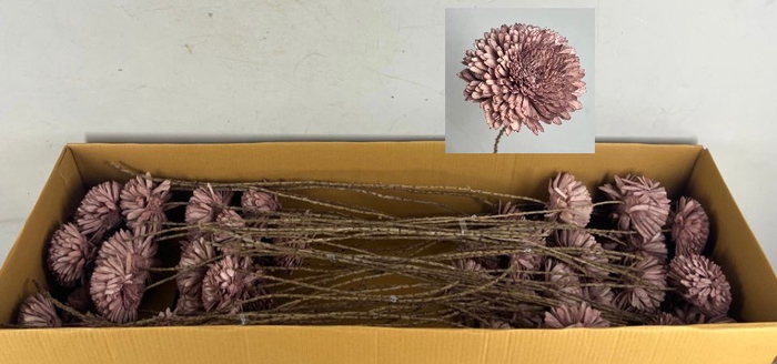 <h4>Stick Shola Zinnia Ø12 O.Pink</h4>