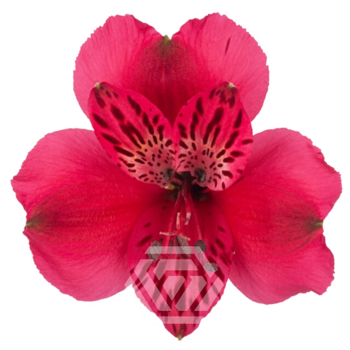 <h4>ALSTR LUCIA Tessa</h4>