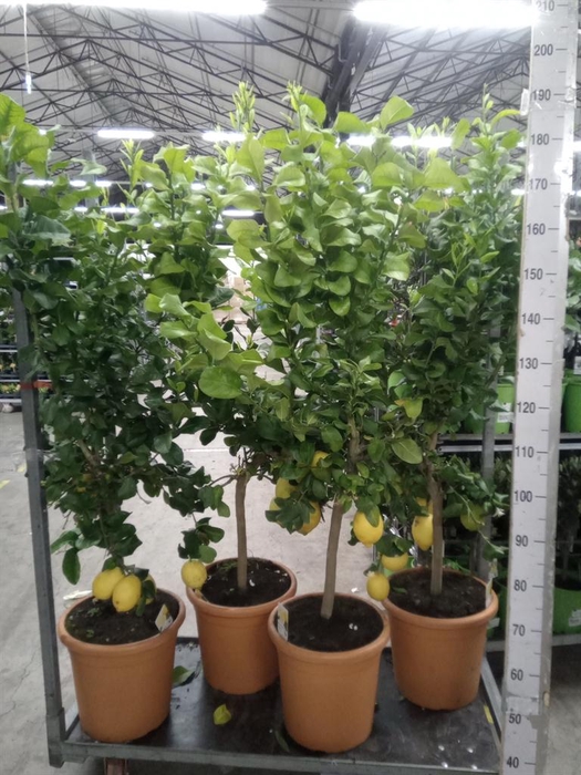 <h4>Citrus   ...</h4>