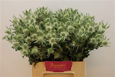 <h4>Eryn Mag White Lagoon</h4>