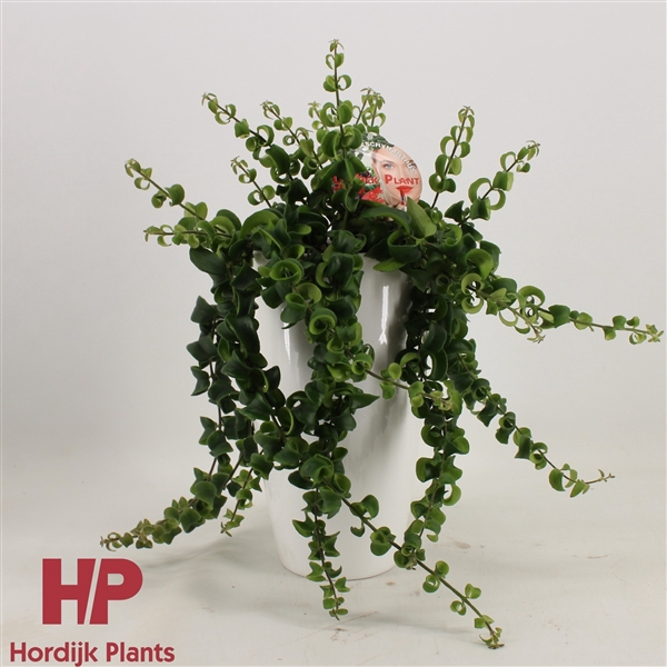 <h4>Aeschynanthus krul Keramiek wit</h4>