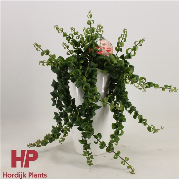 <h4>Aeschynanthus 'Rasta'</h4>