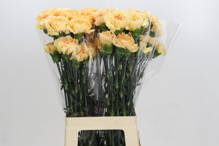 <h4>Dianthus St Crimea</h4>