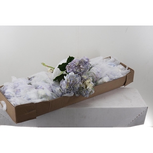 Hydr Lilac Blush Select Box