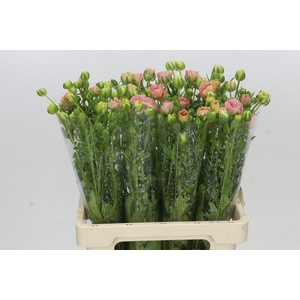 Ranunculus Magical Mascarpone