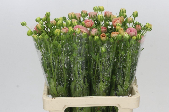 <h4>Ranunculus Magical Mascarpone</h4>