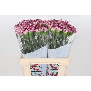 Dianthus St Olympia