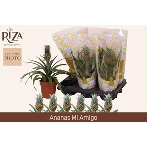 .Ananas corona