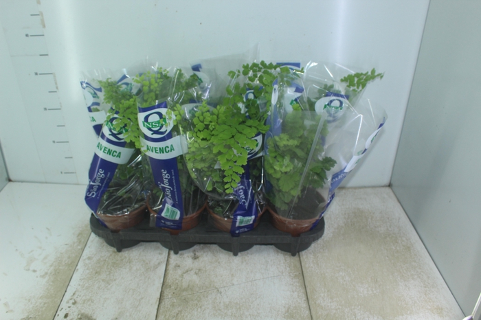 <h4>AVENCA VARIADA P15</h4>