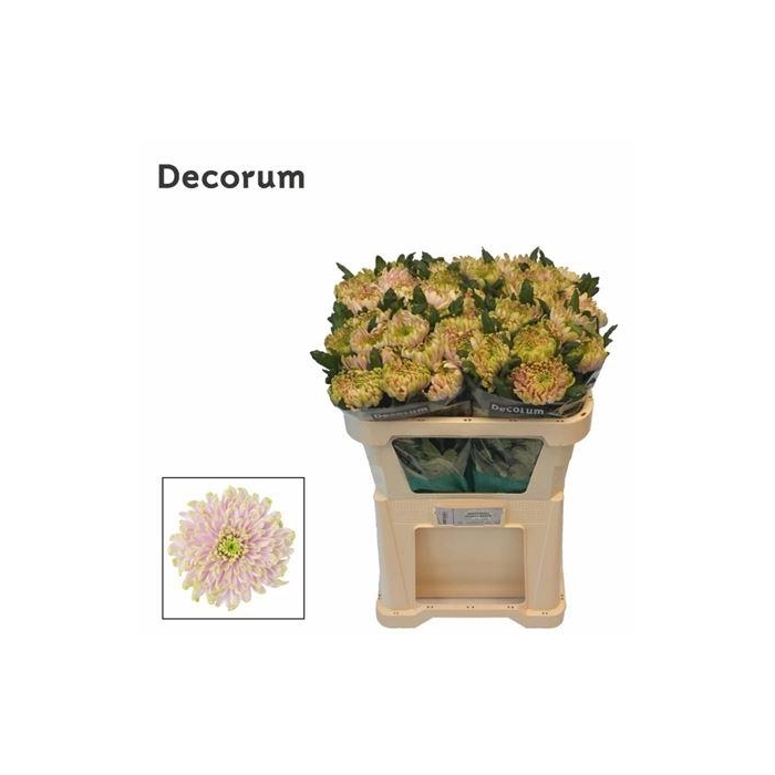 <h4>Chr G Rossano Charlotte</h4>