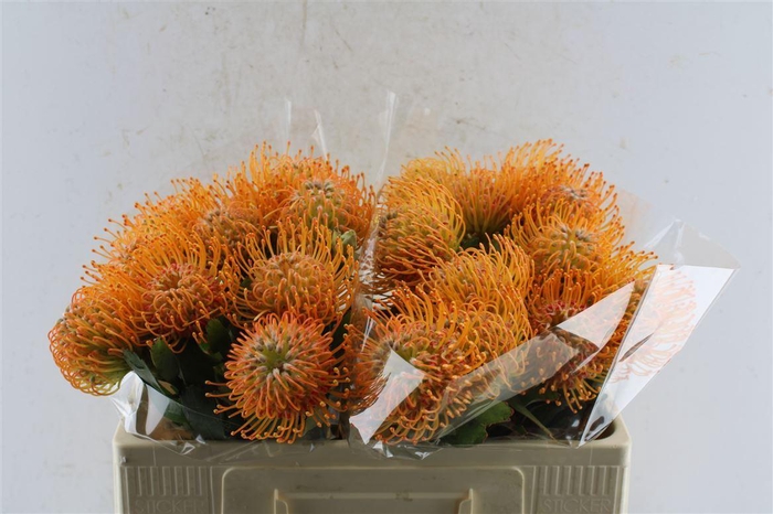 <h4>Leuco Co Soleil</h4>