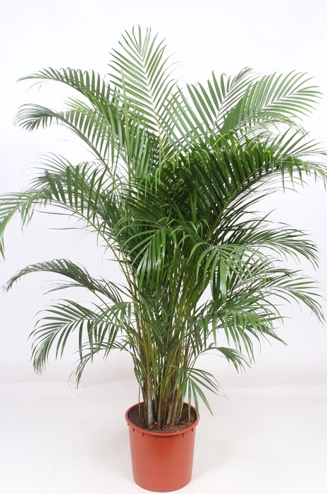 <h4>Dypsis lutescens 'Areca'</h4>