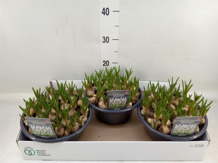 <h4>Muscari  'Casablanca'</h4>