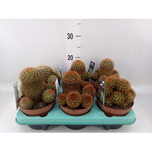 Mammillaria elongata