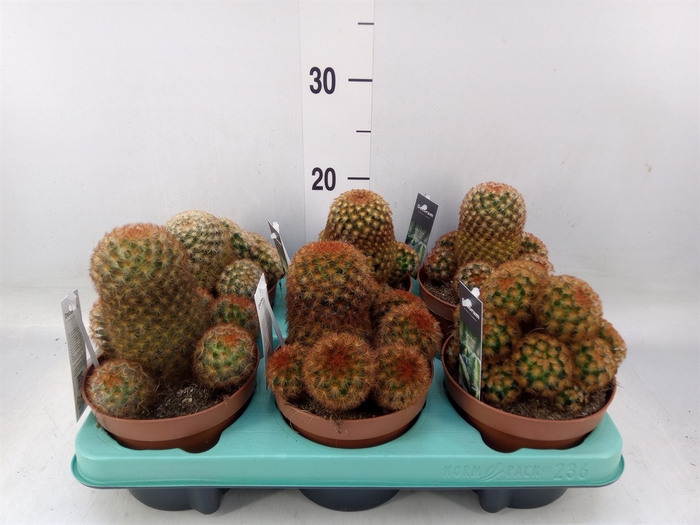 <h4>Mammillaria elongata</h4>