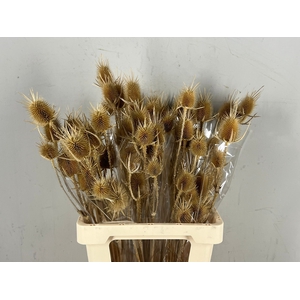 DF Dipsacus Natural Bs 80g