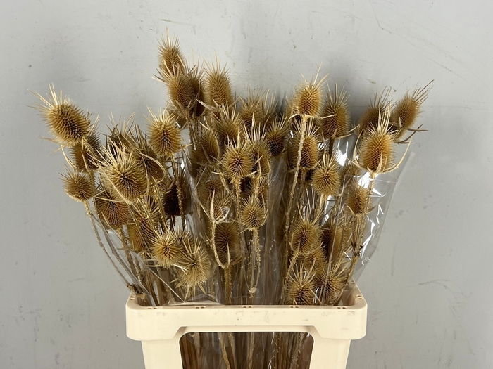 DF Dipsacus Natural Bs 80g