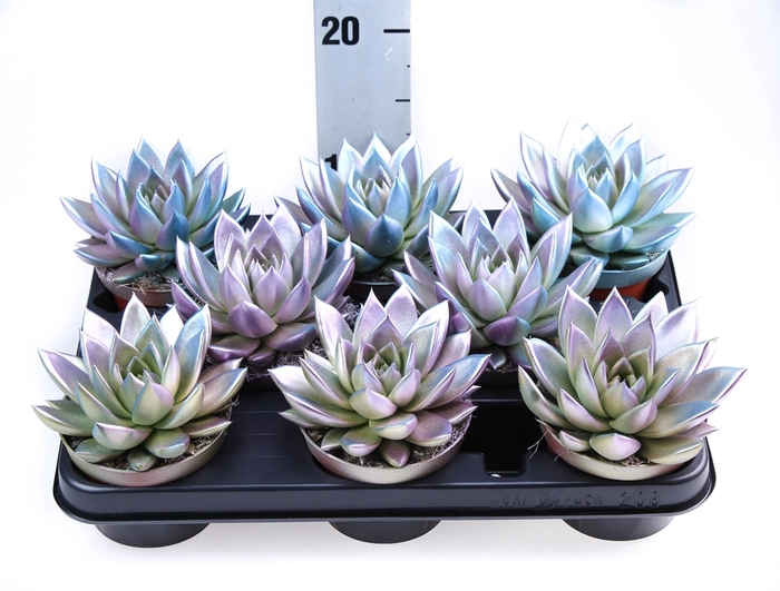 <h4>Echeveria  'Miranda'</h4>