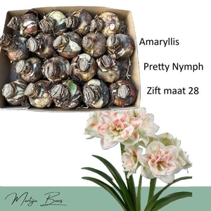 HIPP BULB PRETTY NYMPH 28