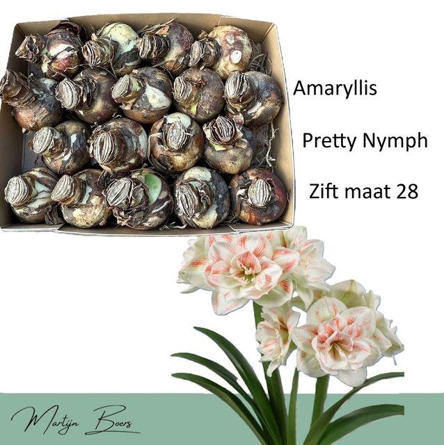 <h4>HIPP BULB PRETTY NYMPH 28</h4>