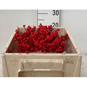Ilex verticillata red