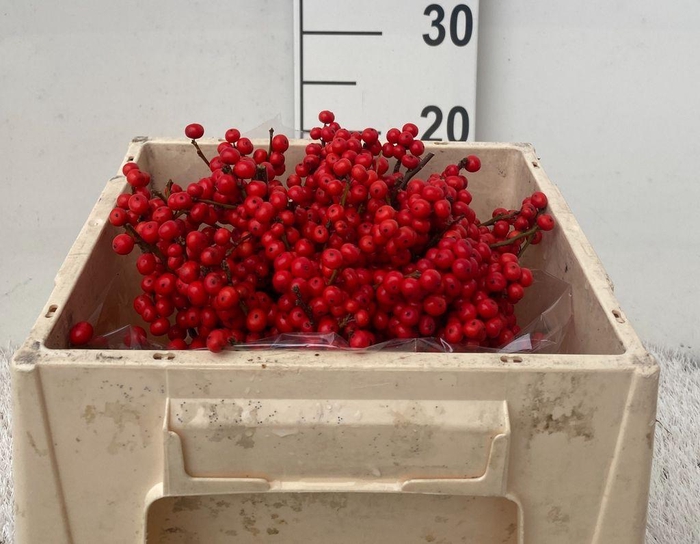 <h4>Ilex verticillata red</h4>