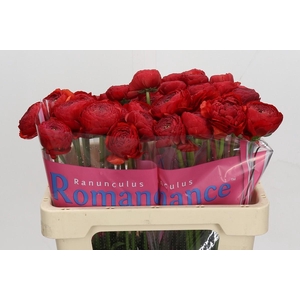 Ranunculus Romance Get Lucky