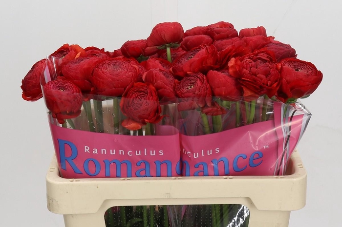 <h4>Ranunculus Romance Get Lucky</h4>