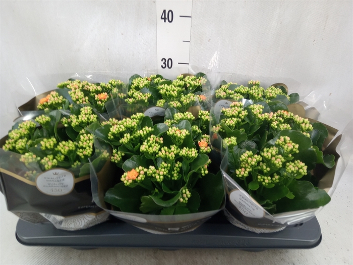 <h4>Kalanchoe blos. 'RosDon Pedro'</h4>