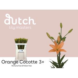 Li Az Orange Cocotte 3+ Lily Master