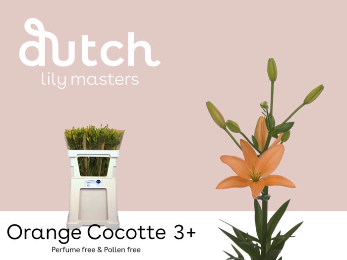 <h4>Li Az Orange Cocotte 3+ Lily Master</h4>