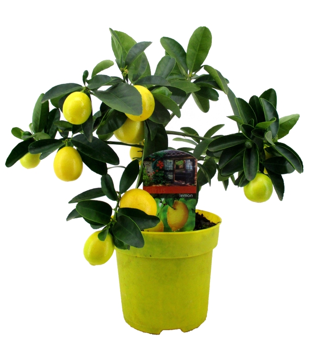 <h4>Citrus lemon</h4>