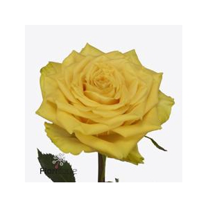 Rosa large sunchaser
