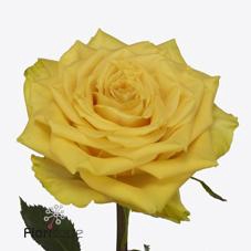 <h4>Rosa large sunchaser</h4>