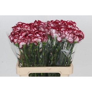 Dianthus St Baccarat Purple