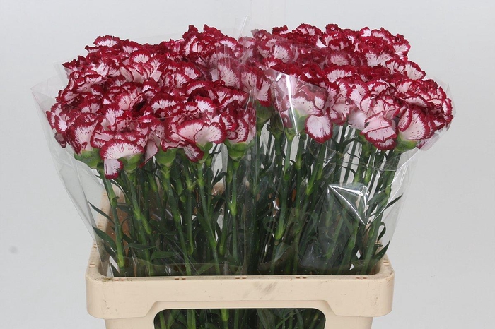 <h4>Dianthus St Baccarat Purple</h4>